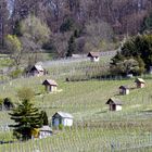 Heppenheimer Weinberge mit Wingerthäuschen