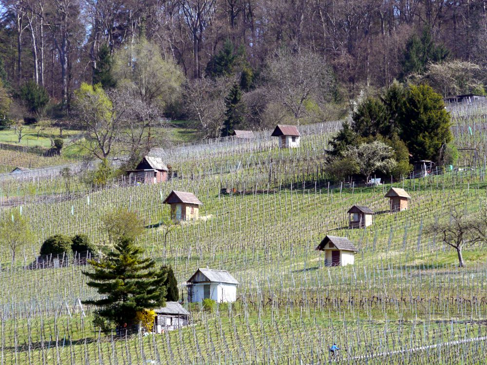 Heppenheimer Weinberge mit Wingerthäuschen