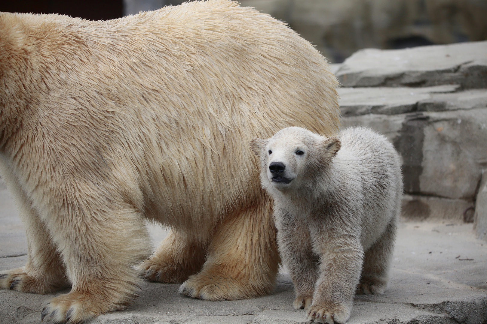 HER CUTENESS, the little ice bear baby girl