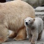 HER CUTENESS, the little ice bear baby girl