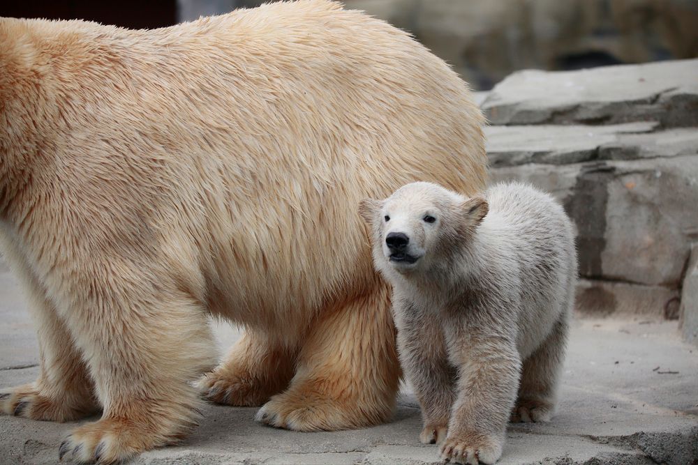 HER CUTENESS, the little ice bear baby girl