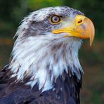 Her majesty, king of the skies!