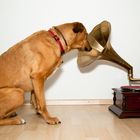 Her Master's Voice