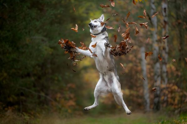 Her mit dem Blättergedönse!