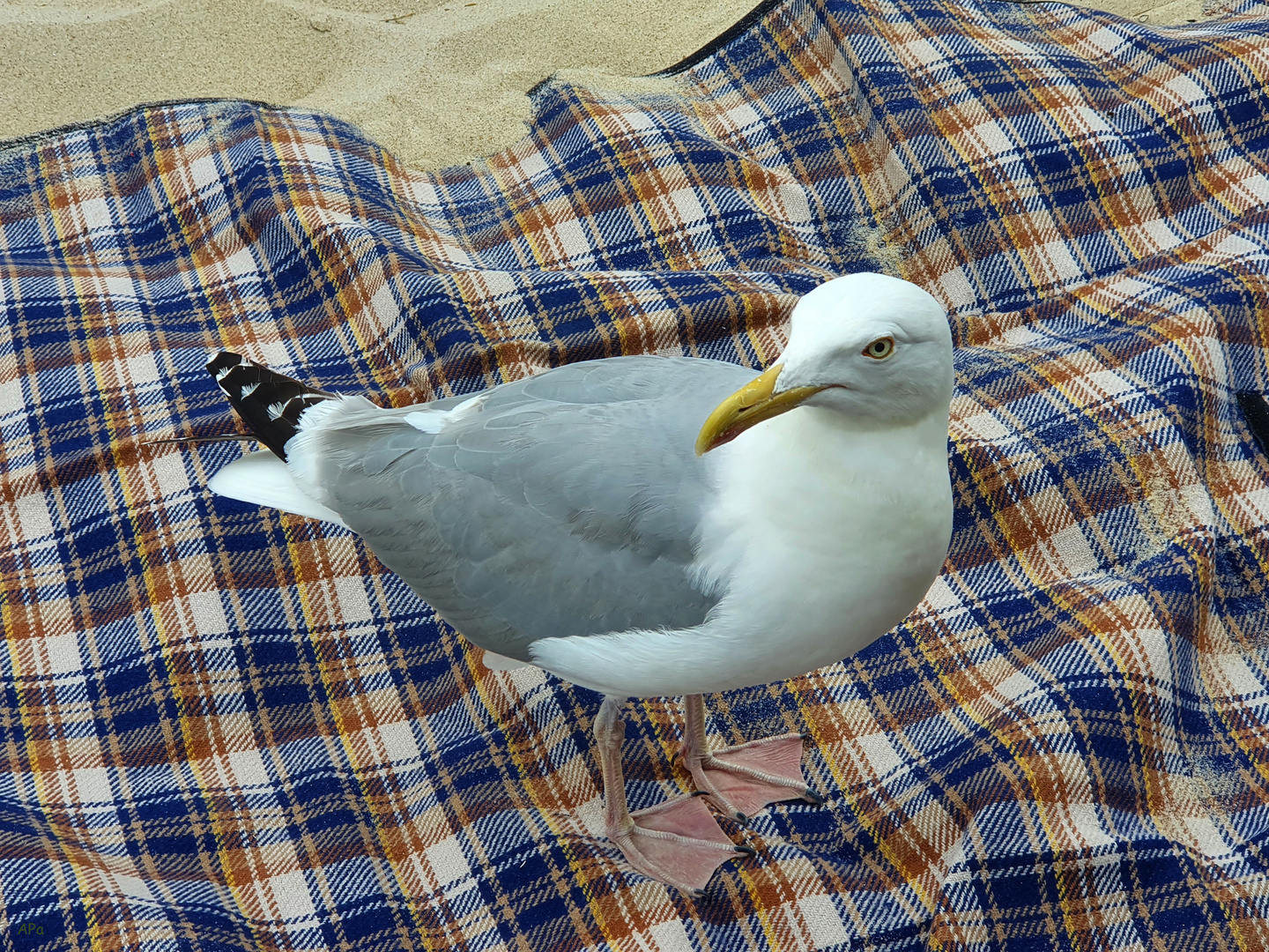 Her mit dem Brötchen !!!