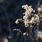 "her mit dem frühling"