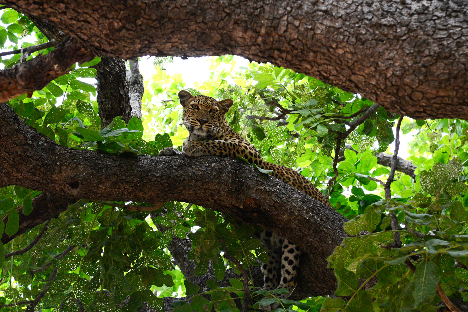 Her tree house