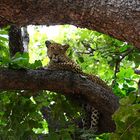 Her tree house