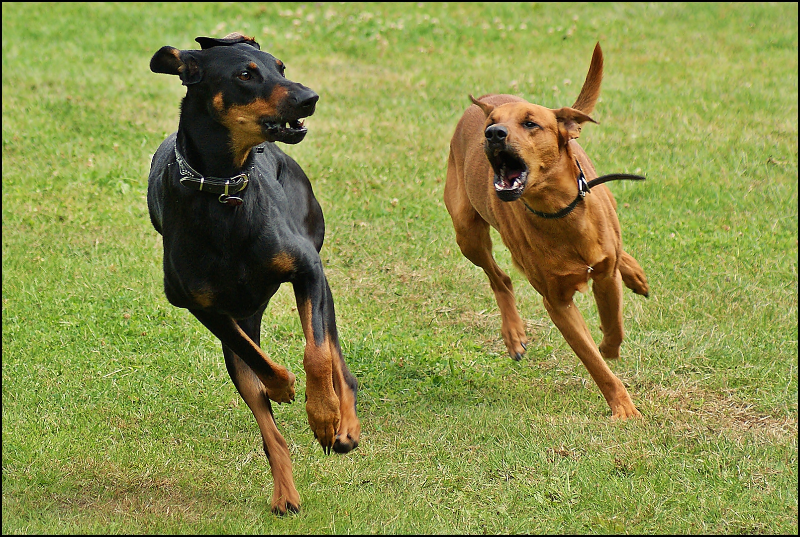 Hera und Cooper