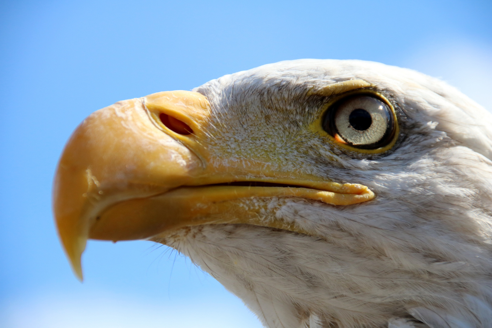 Hera ( Weißkopfseeadler)