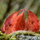 Herabgefallene Schönheit 