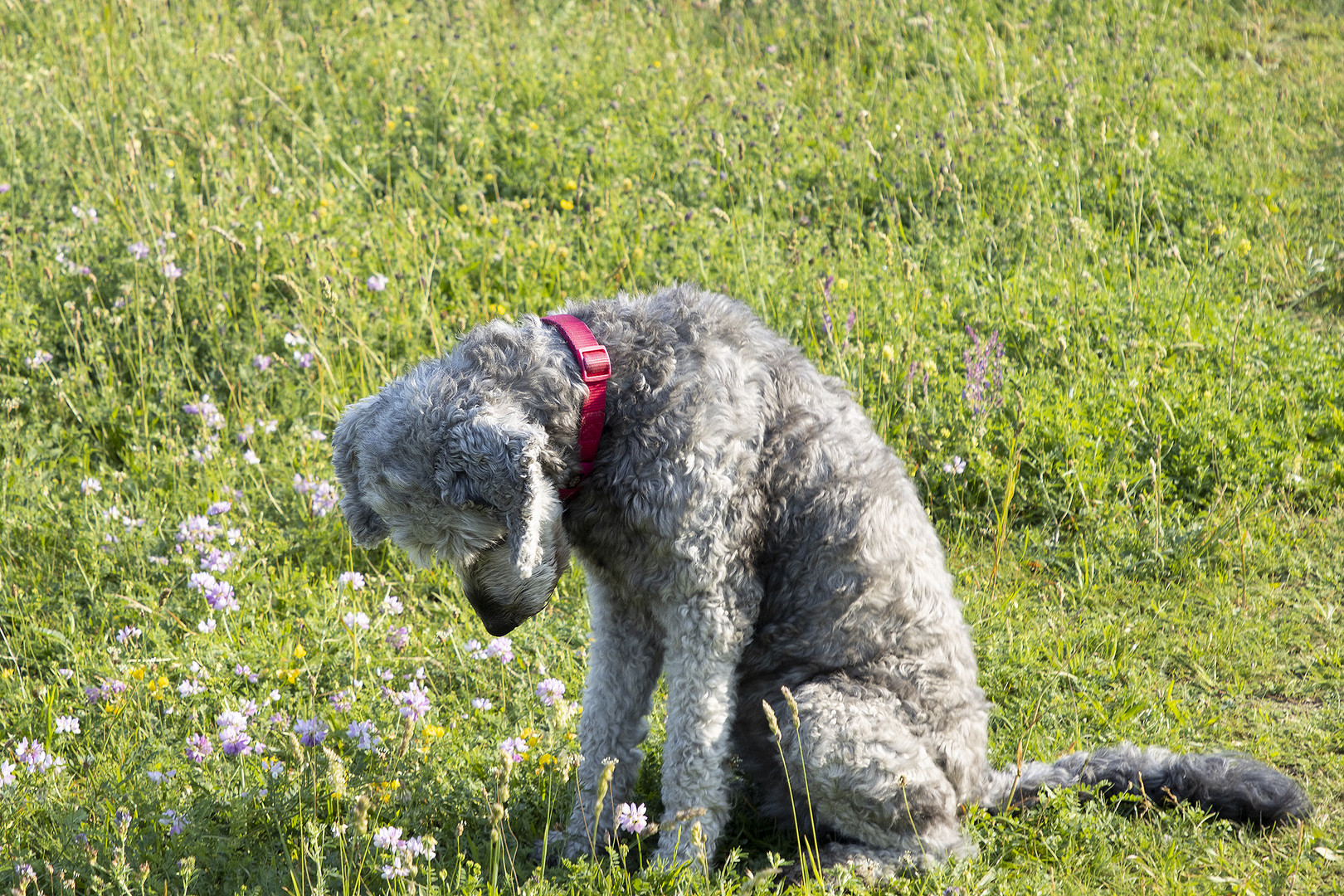 Herabschauender Hund