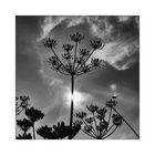 Heracleum