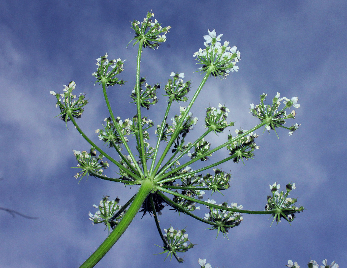 Heracleum mantegazzianum