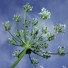 Heracleum mantegazzianum