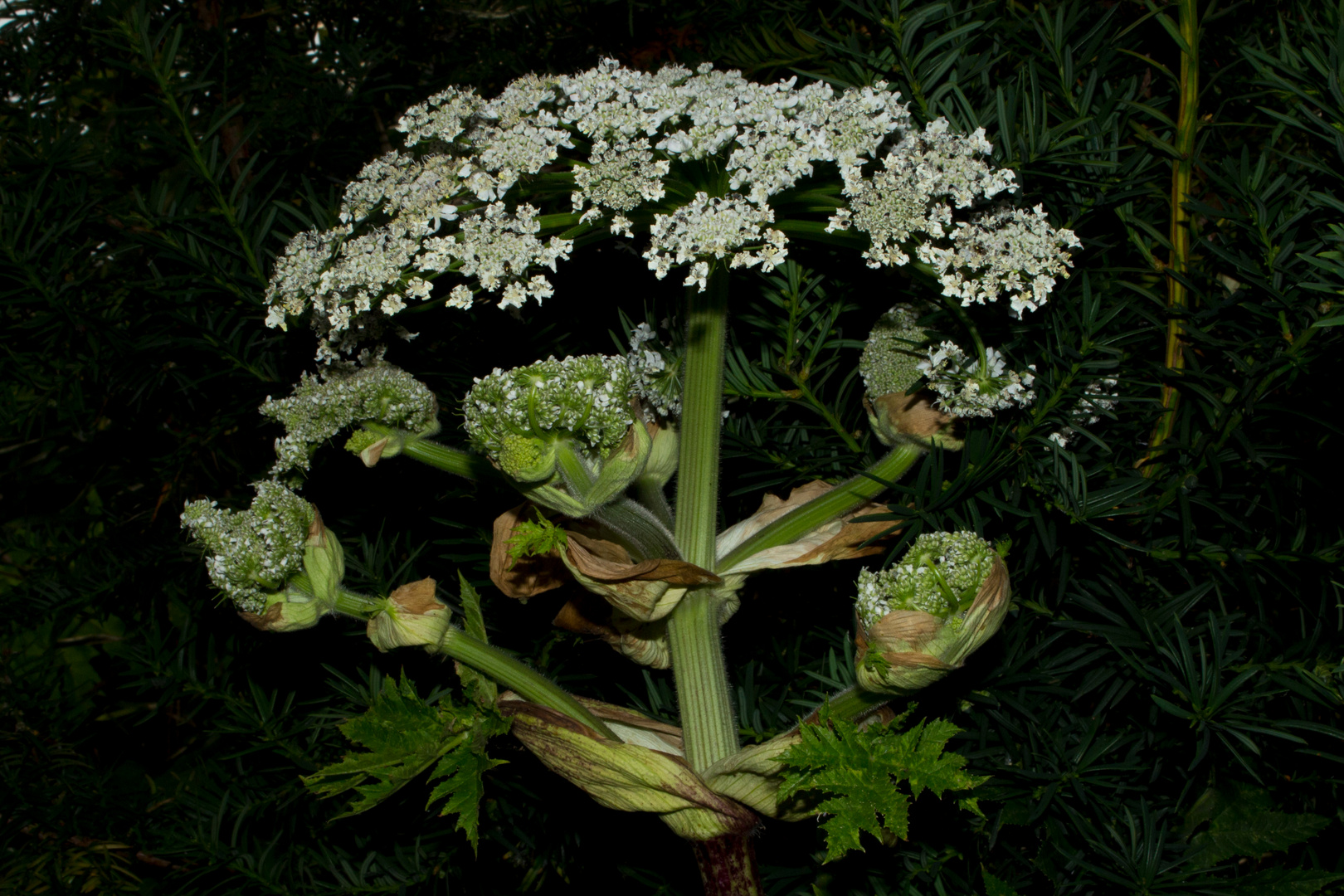 Heracleum mantegazzianum