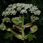 Heracleum mantegazzianum