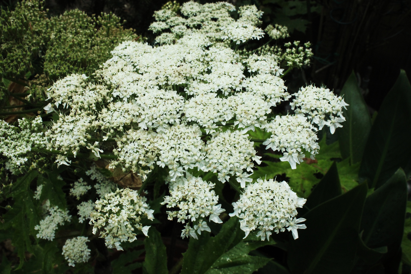 Heracleum mantegazzianum III