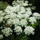 Heracleum mantegazzianum III