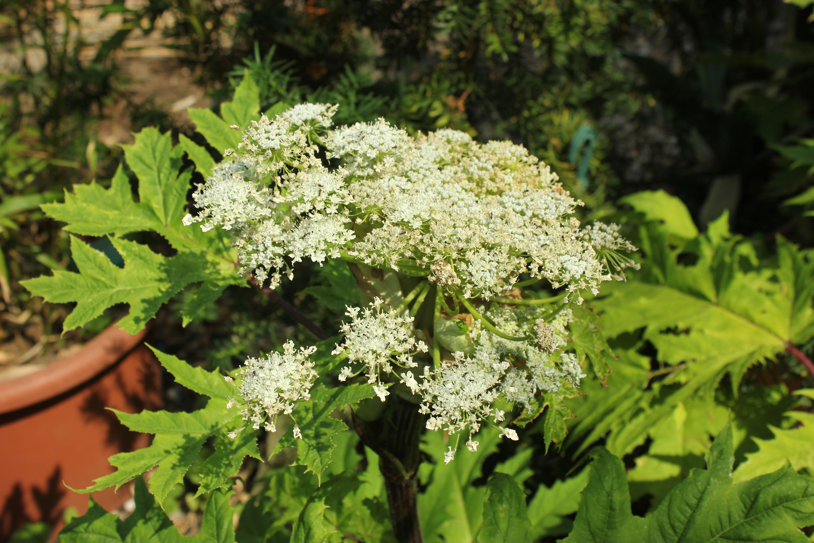 Heracleum mantegazzianum IX