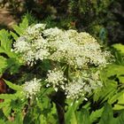 Heracleum mantegazzianum IX