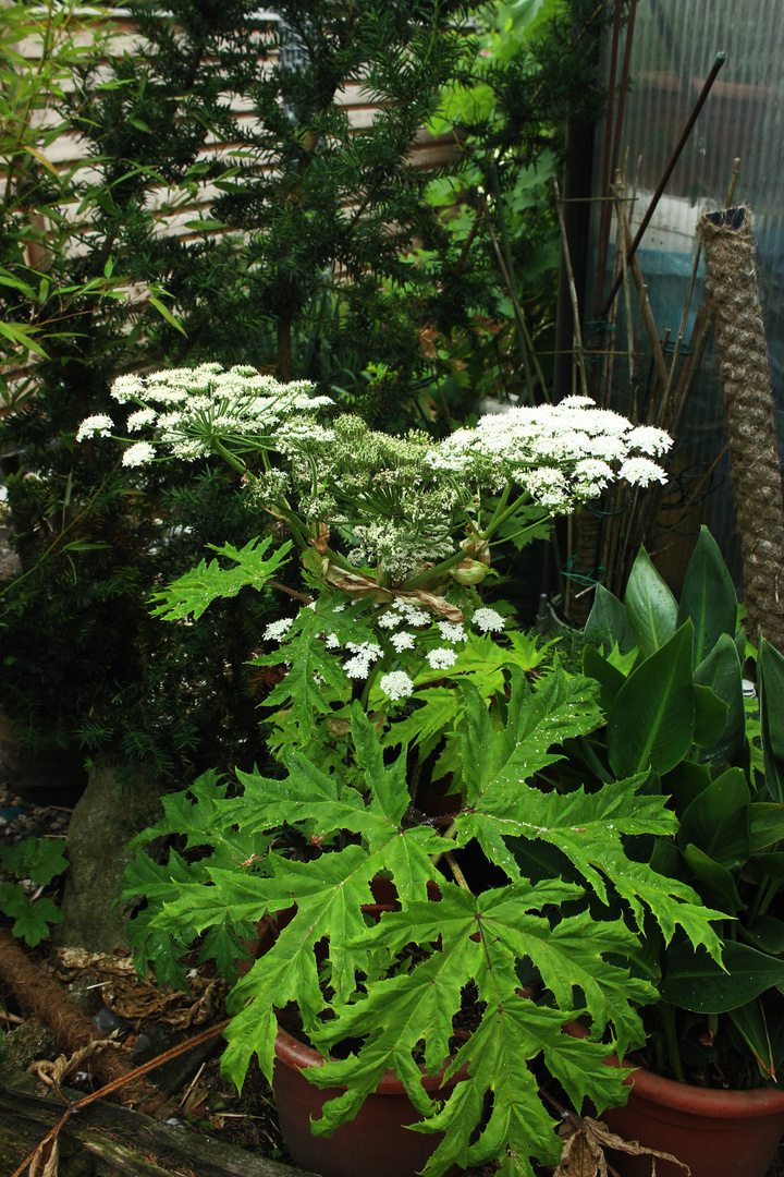 Heracleum mantegazzianum V