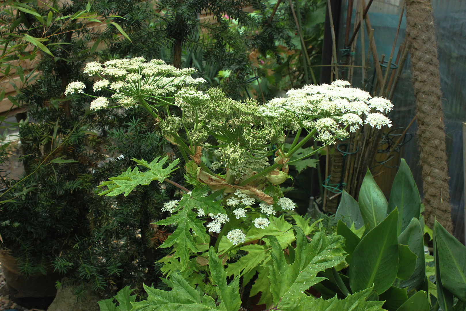 Heracleum mantegazzianum VI