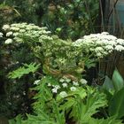 Heracleum mantegazzianum VI