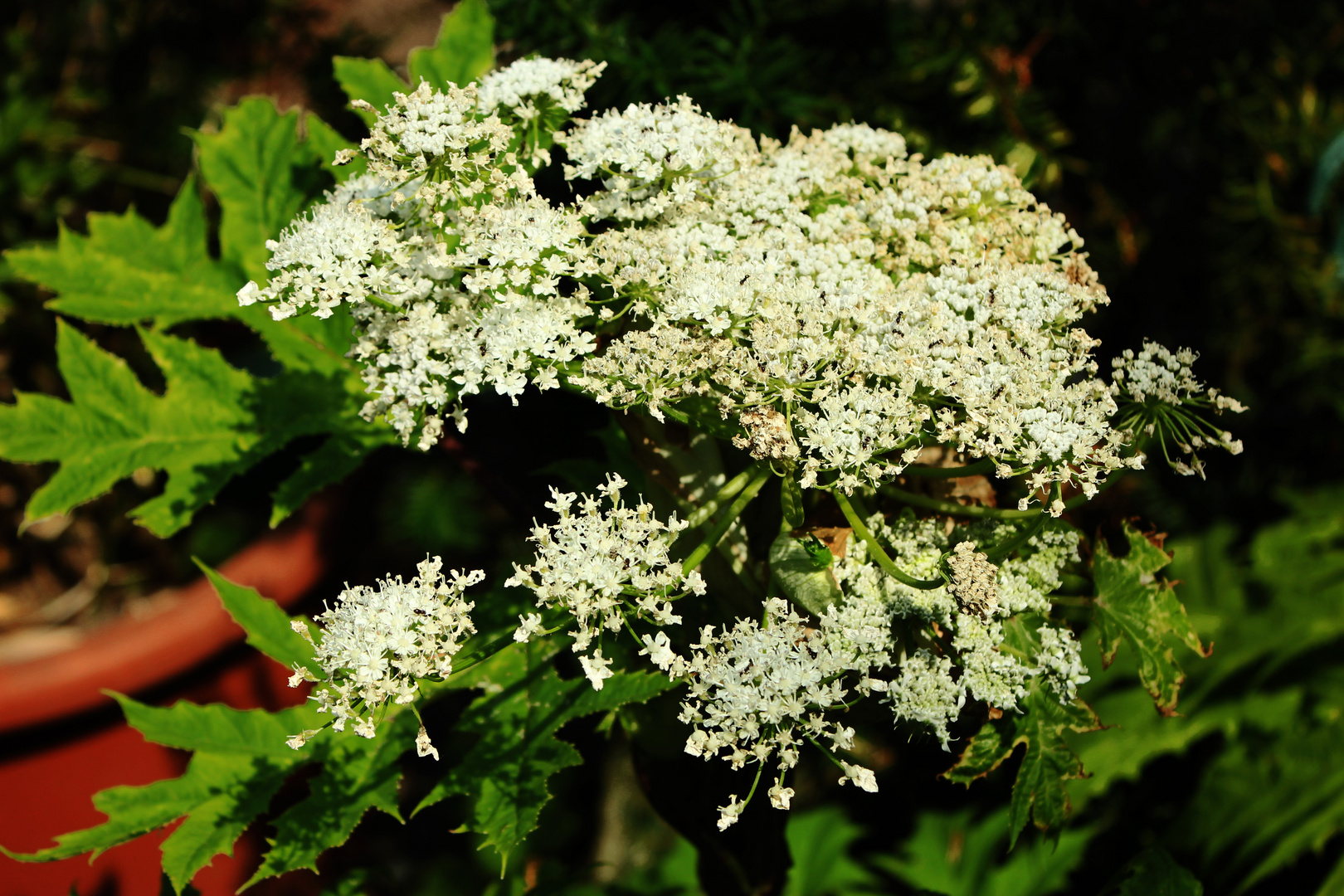 Heracleum mantegazzianum VII