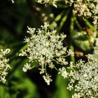 Heracleum mantegazzianum VIII