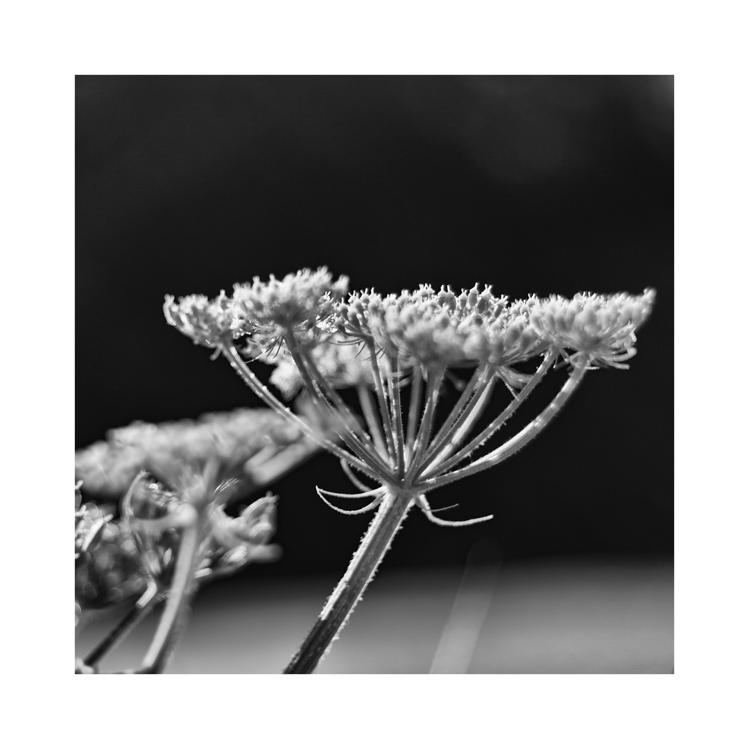 Heracleum_01