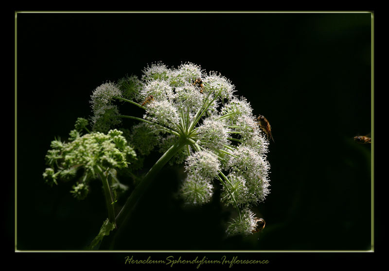 HeracleumSphondyliumInflorescence