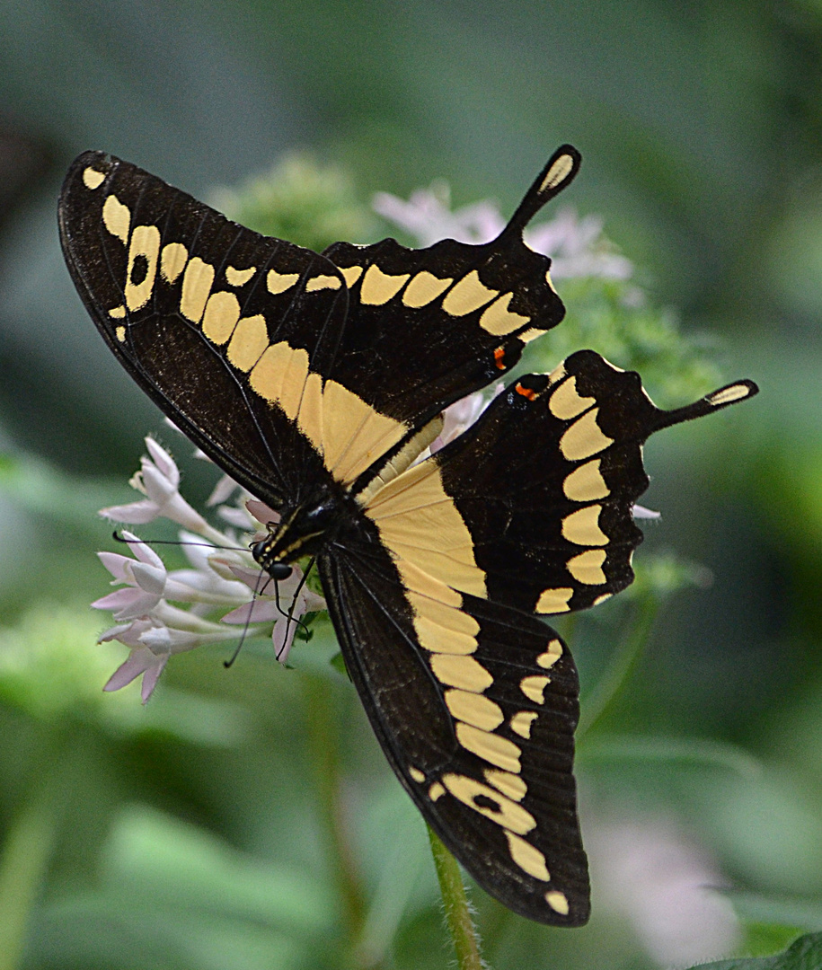 Heraclides cresphontes, Giant Swallowtail.