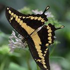 Heraclides cresphontes, Giant Swallowtail.