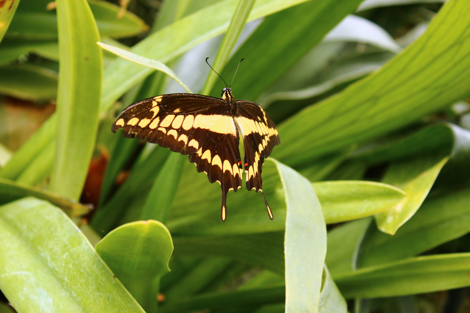 Heraclides thoas im Flug