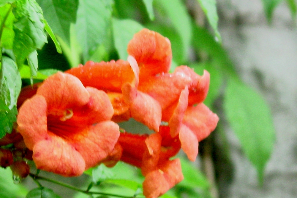 Heralding Springtime