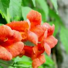 Heralding Springtime