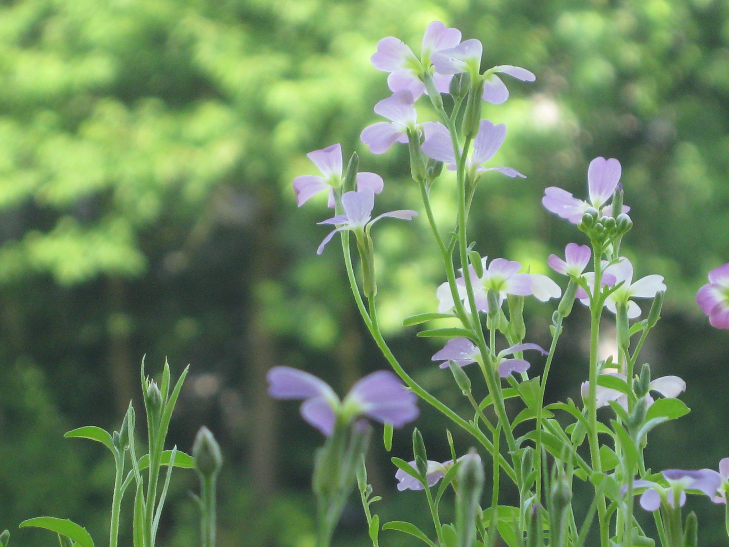 Heranwachsende Blumen