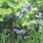 Heranwachsende Blumen