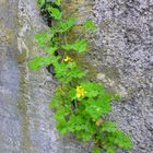 herausbrechender Frühling