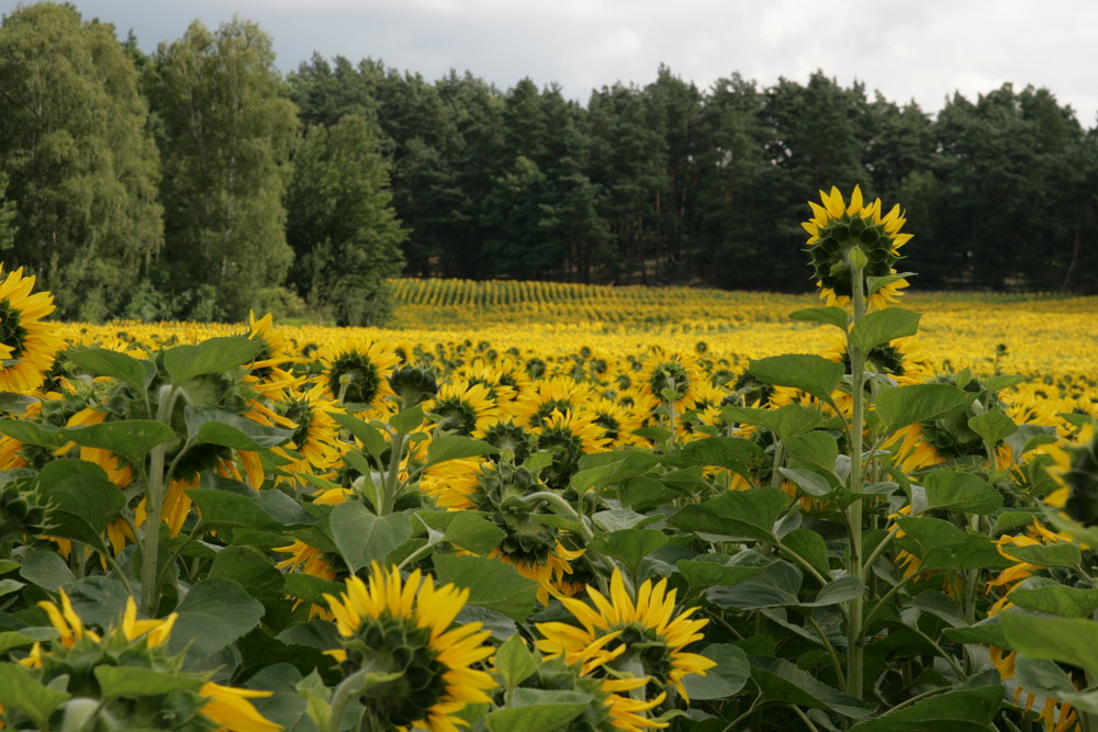 Herausragend / Sonnenblumenfeld