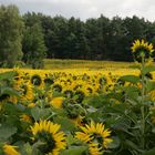 Herausragend / Sonnenblumenfeld