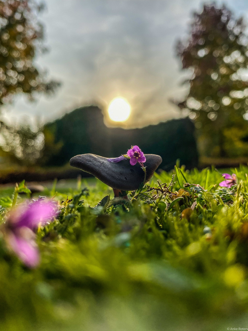 Herausragendes Blümchen