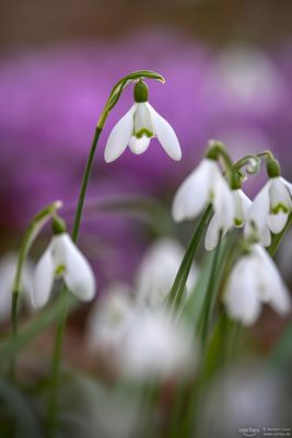 Herausragendes Schneeglöckchen