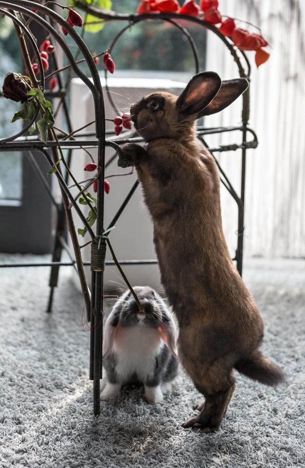 Herb-Fotografie-2014- Malvina und Pero