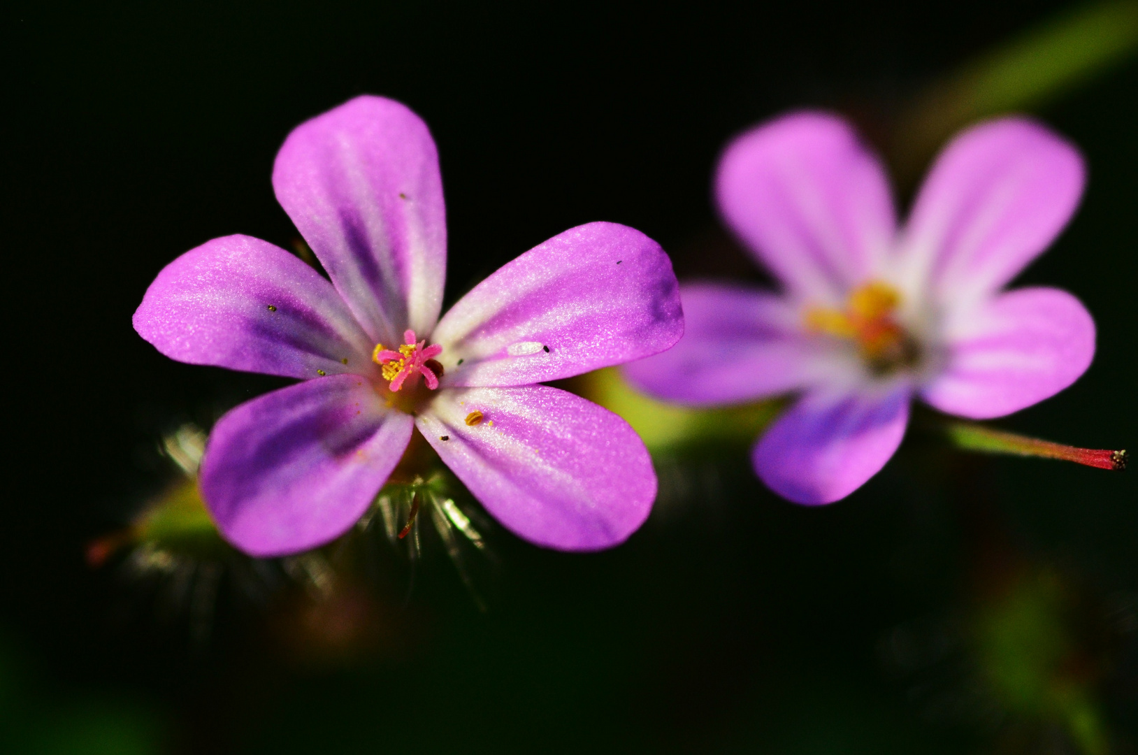 Herb Robert