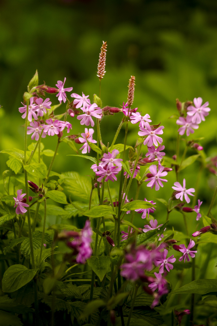 Herb Robert