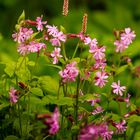 Herb Robert