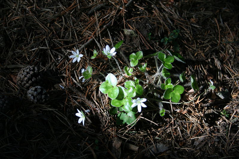 herba fetgera