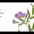 Herbar Lathyrus palustris